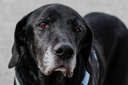 Shelter Dog Buddy 