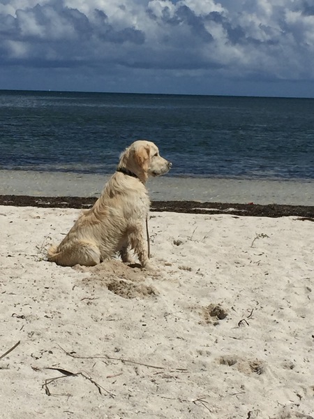 Cooper