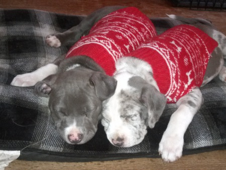 Dash and Violet