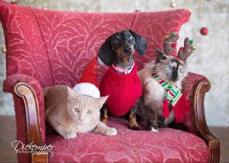 Bridgette, Sabrina, Squirrel