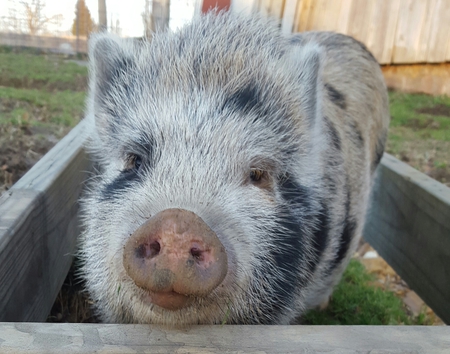 Little Pig