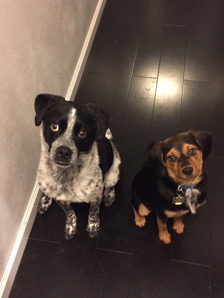 Sprocket & Turbo