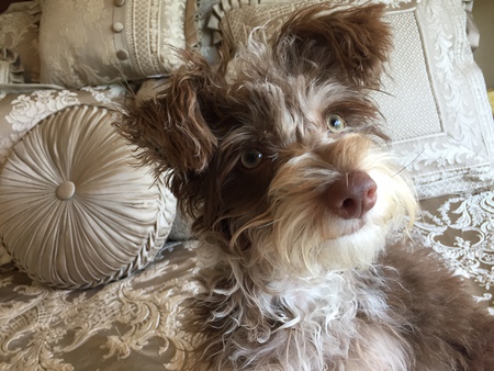 Chewie