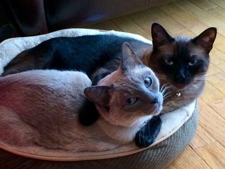 Simon and Leo