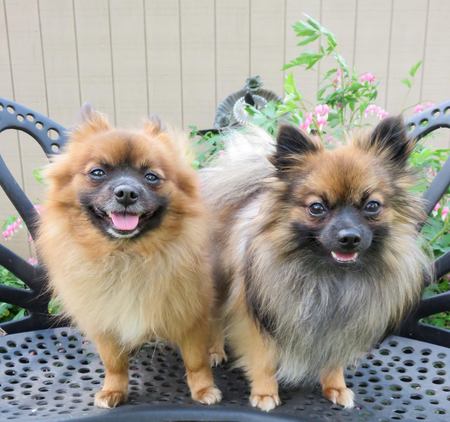 Pixie & Zeke