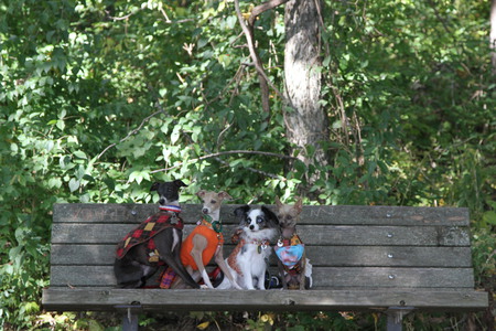 Sheena and friends
