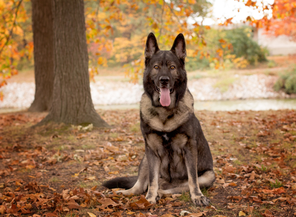 Vote For Shadow Metro East Humane Society Calendar Contest vote-for-shadow-metro-east-humane-society-calendar-contest