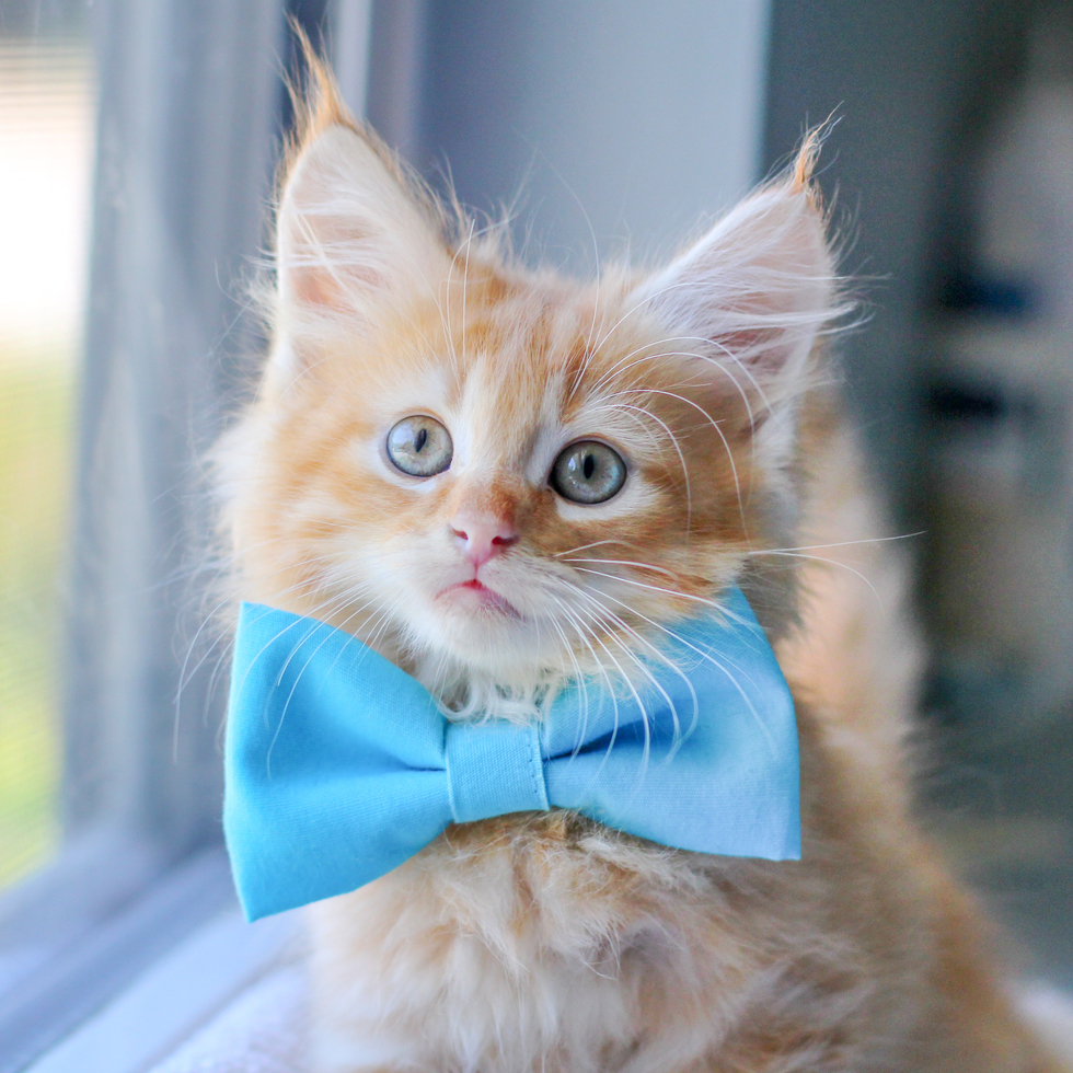 Vote For Rudy Metro East Humane Society Calendar Contest vote-for-rudy-metro-east-humane-society-calendar-contest