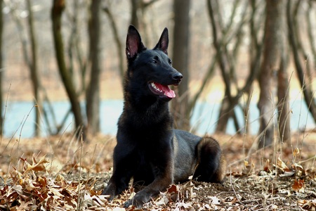 Beretta 