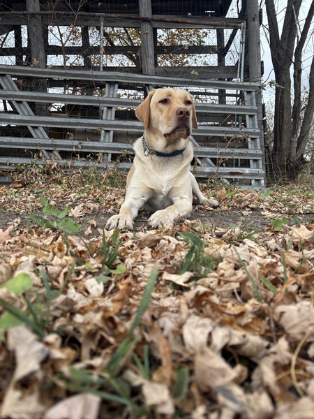 Remington