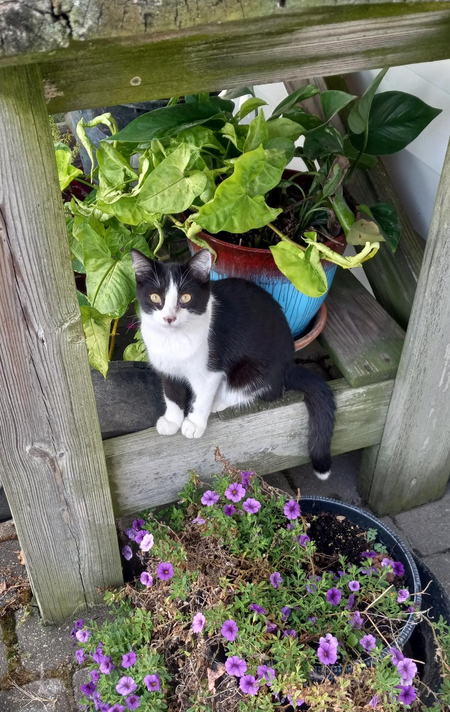 Oreo