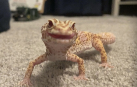 Ollie