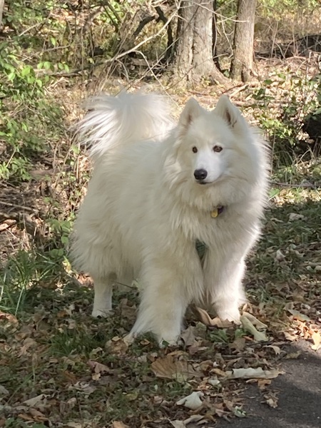 Holly