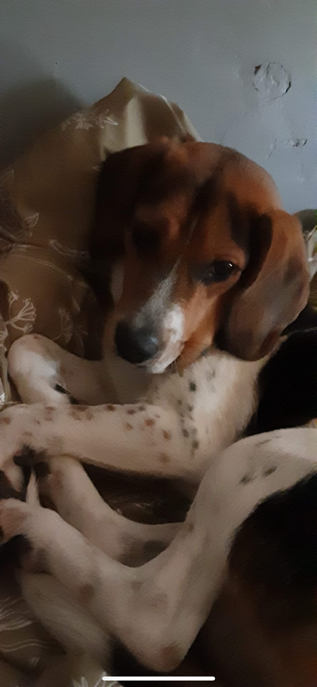 Pete