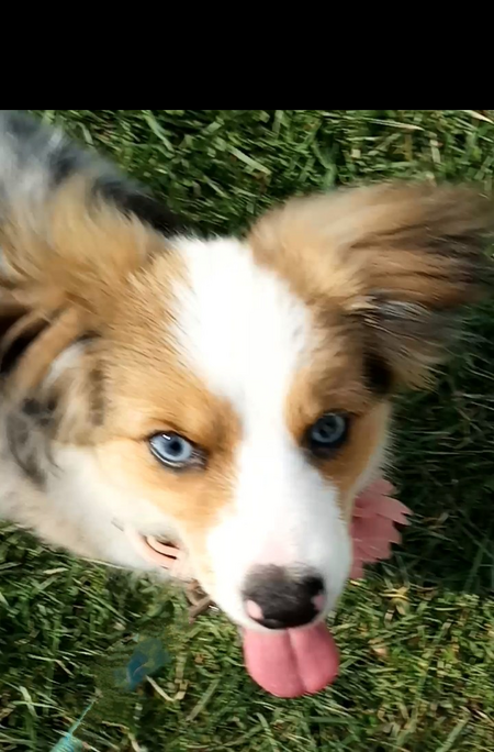 Violet 