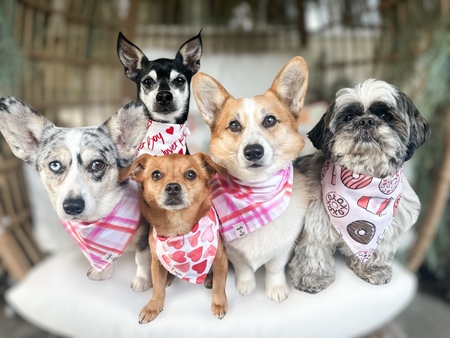 Blue, Boomer, Betty, Bailey, and Bella