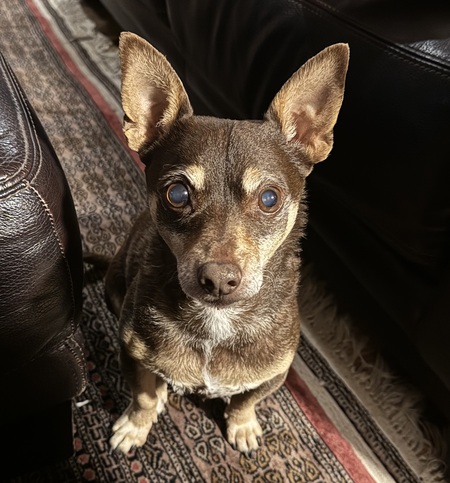 Gordo