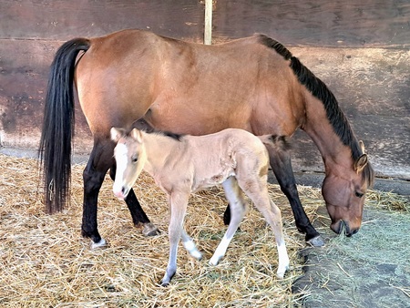 Jewel (Mare) and Charly (Filly)