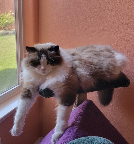 Kimba