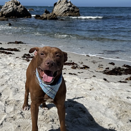 Rollo