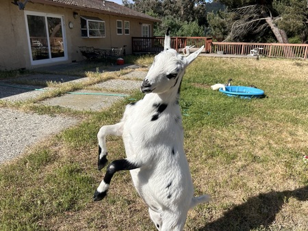 Dottie