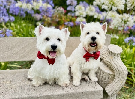 Deke & MacDuff