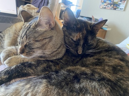 Firefly and Honeybee (ordered left to right)