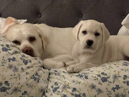 Bailey & Chip
