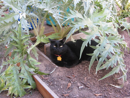 Blacky