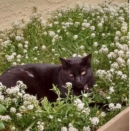 Pepper