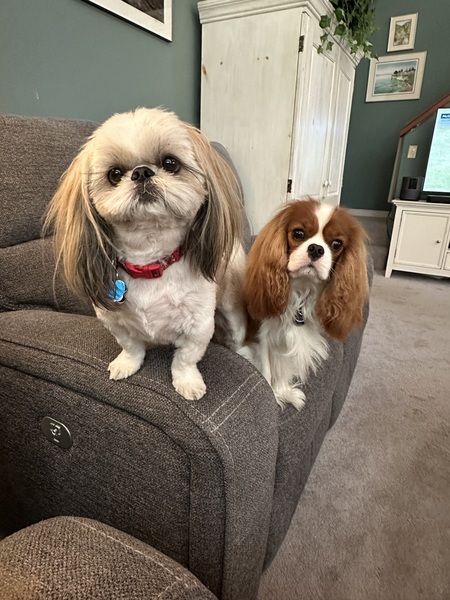 Sawyer & Carson