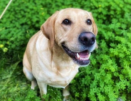 Stella Jo 