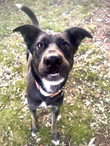 Pepper