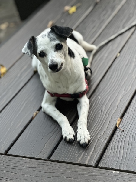 Penelope