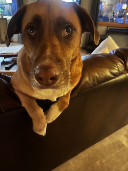 Lenni