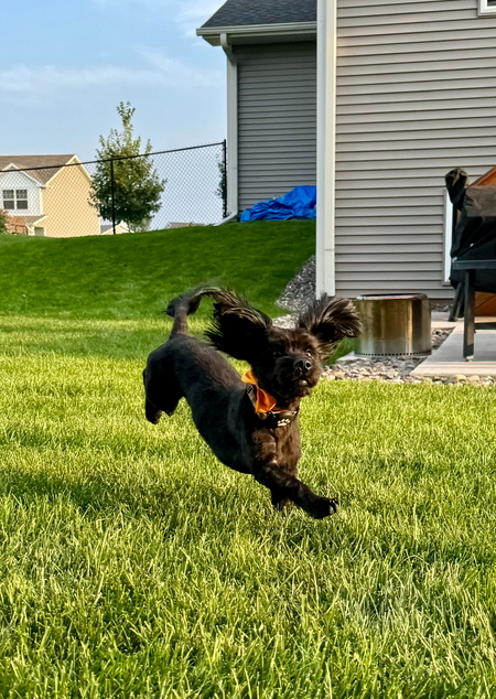 Gordie