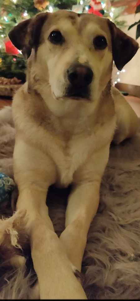 Kira