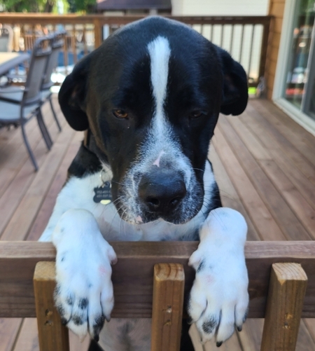 Hank