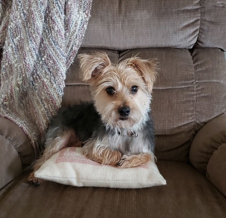 Bodhi