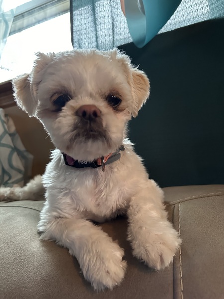 Cassie. Aka Nugget 