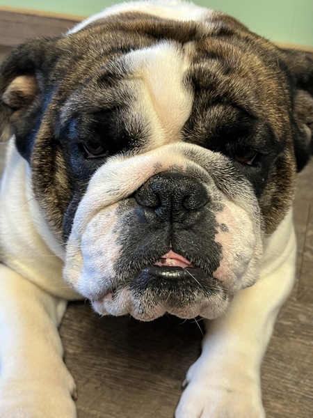 Herschel 