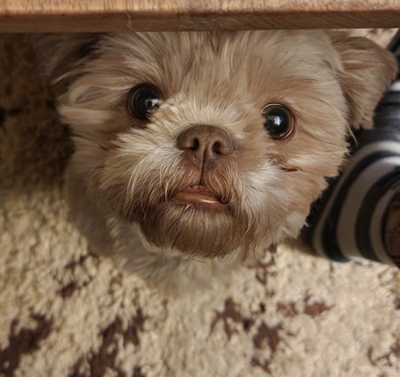 Georgie 