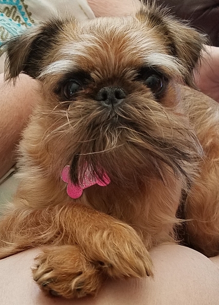 Dixie Belle