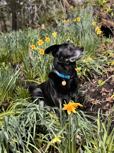 Beau