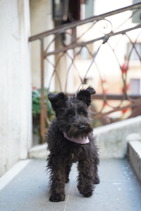 Fritz