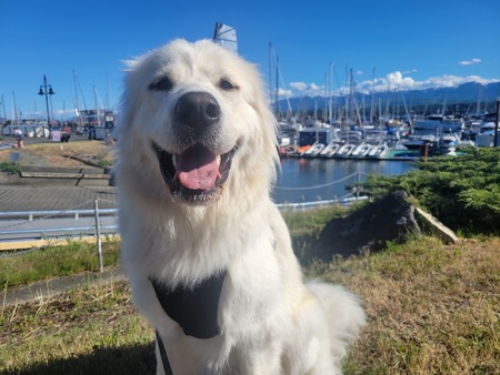 Kuma