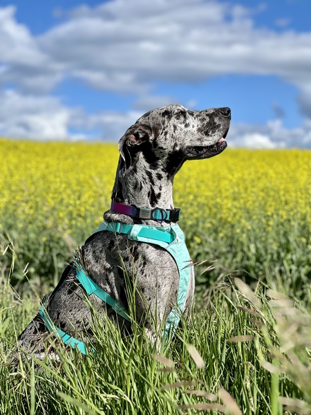 Yula Belle