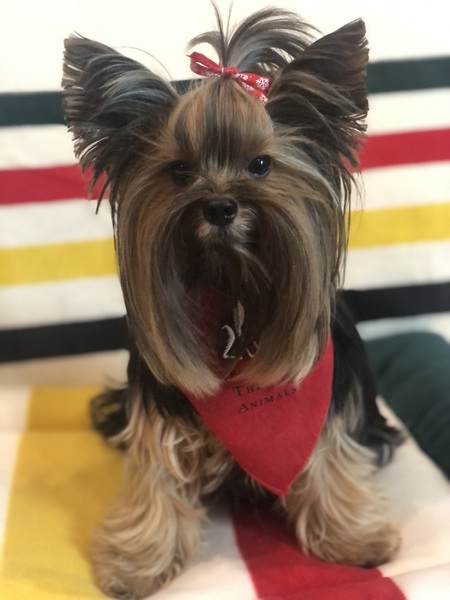 Remi