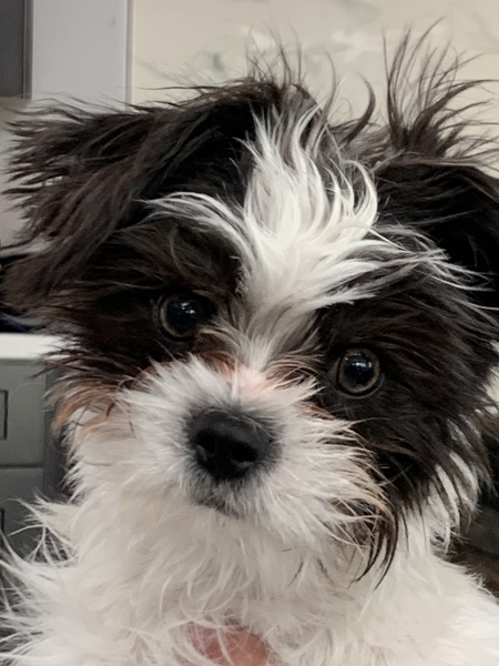 Winston 