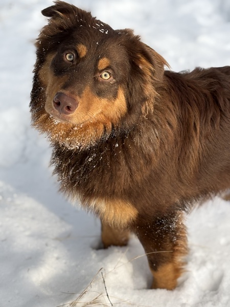Kodiak